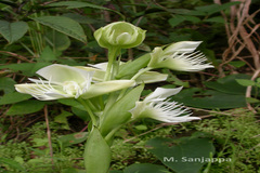 Pecteilis gigantea